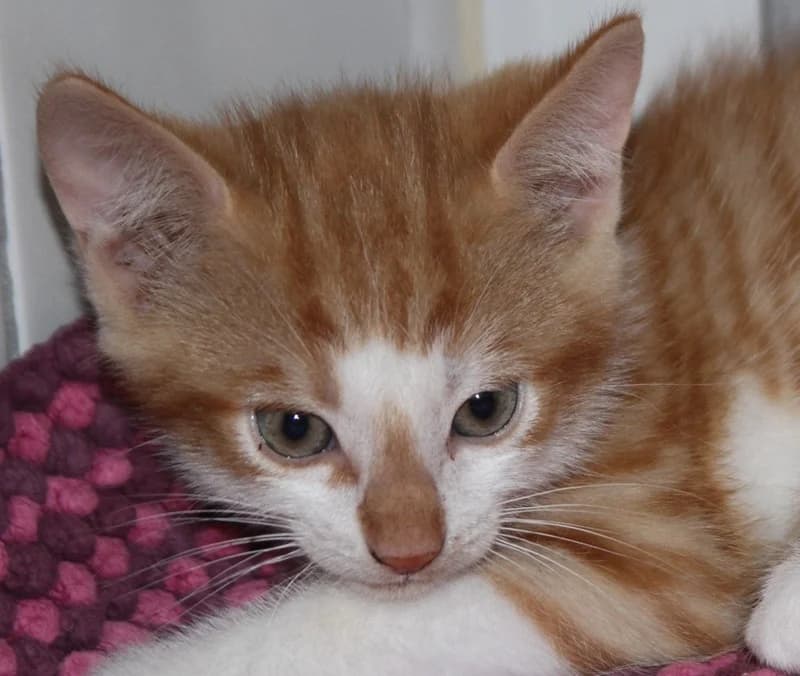 Enno, male mixed breed for adoption at Tierschutzverein Russelsheim, Rüsselsheim