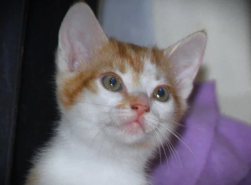 Enola, female mixed breed for adoption at Tierschutzverein Russelsheim, Rüsselsheim