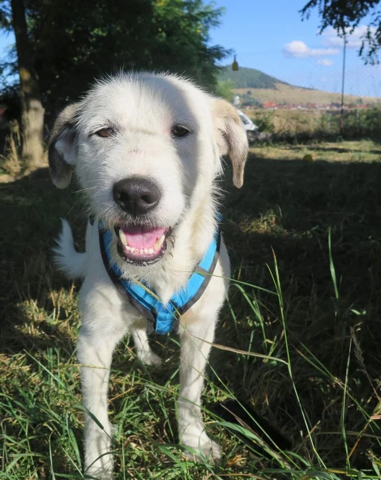 Enrico, male 6yo Mixed Breed for adoption at Tierschutzverein Russelsheim, Rüsselsheim
