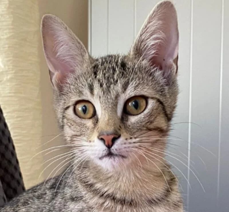 Felina, female mixed breed for adoption at Tierschutzverein Russelsheim, Rüsselsheim