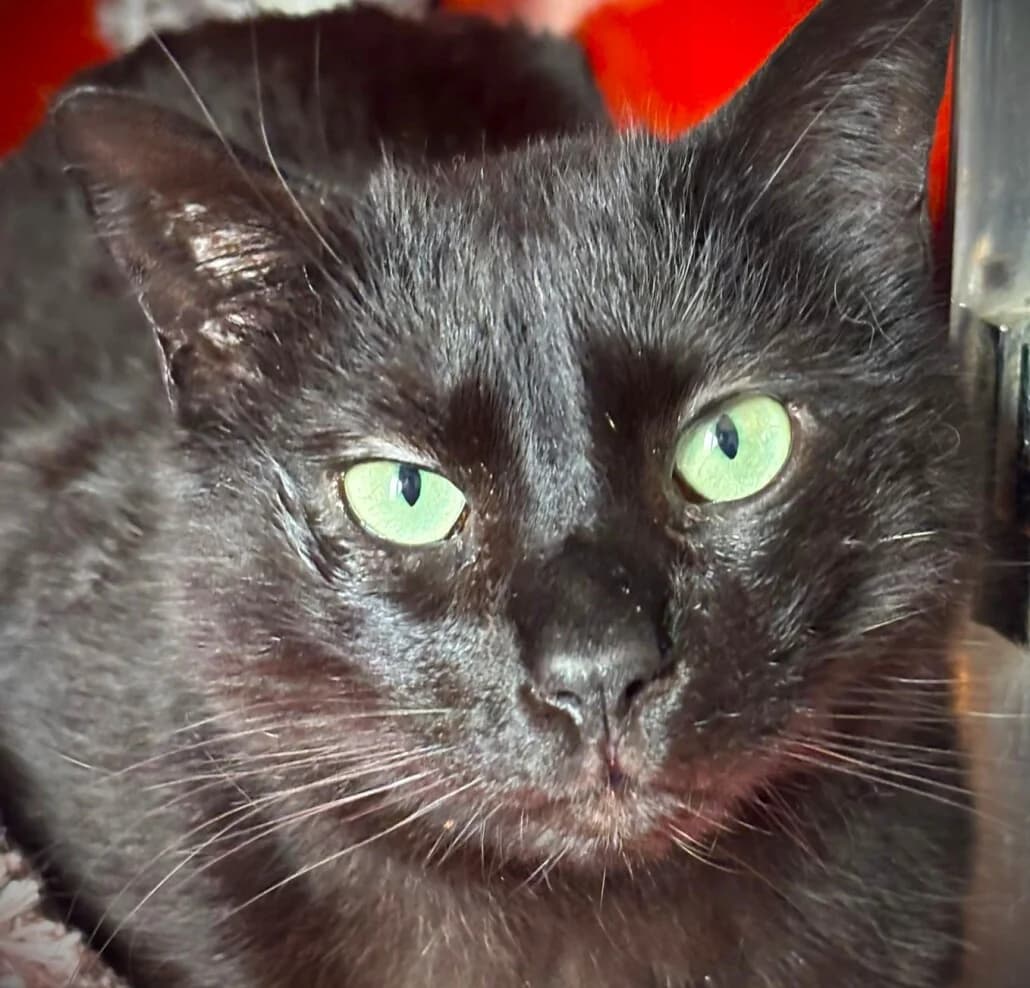 Fellow, male mixed breed for adoption at Tierschutzverein Russelsheim, Rüsselsheim