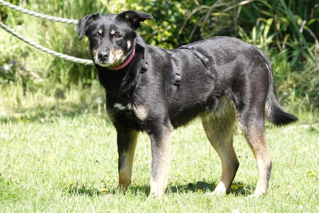 Felly, female Mixed Breed for adoption at Tierschutzverein Russelsheim, Rüsselsheim