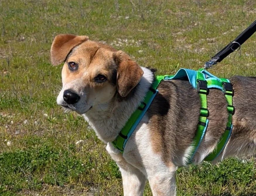 Finja, female Mixed Breed for adoption at Tierschutzverein Russelsheim, Rüsselsheim
