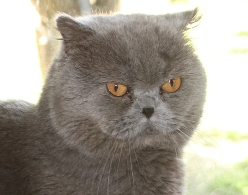 Finnley, male mixed breed for adoption at Tierschutzverein Russelsheim, Rüsselsheim