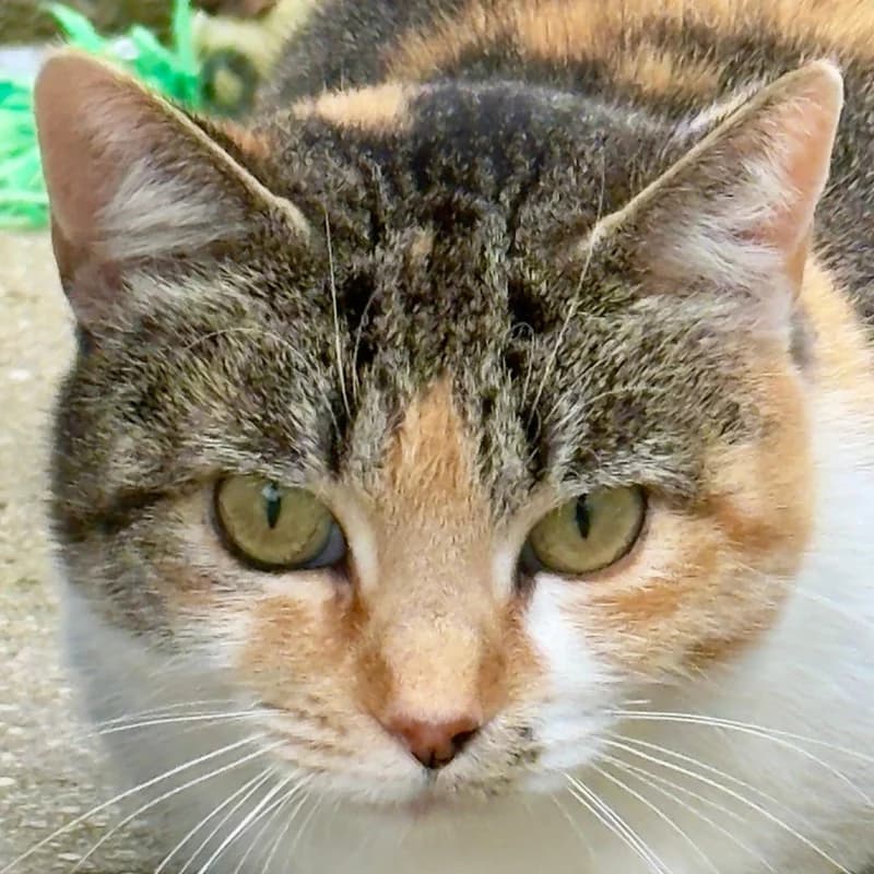 Fiona – vermittelt – am 14.4. ausgezogen, female mixed breed for adoption at Tierschutzverein Russelsheim, Rüsselsheim