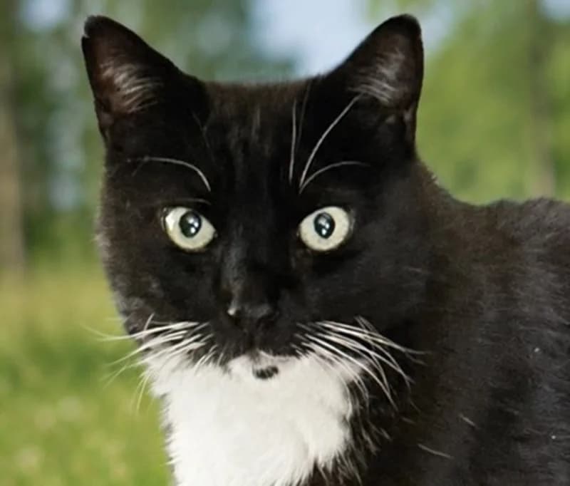 Flummi, male mixed breed for adoption at Tierschutzverein Russelsheim, Rüsselsheim