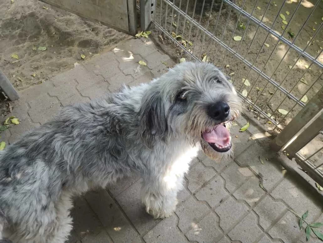 Frieder, male Mixed Breed for adoption at Tierschutzverein Russelsheim, Rüsselsheim