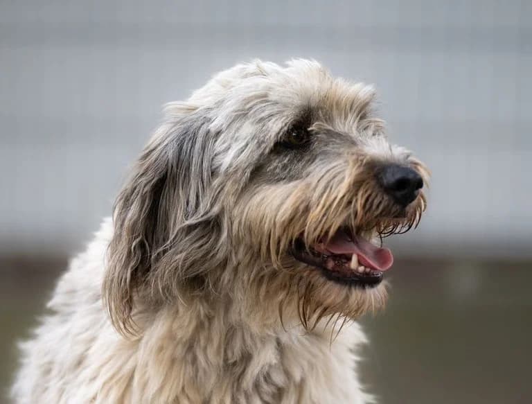 Frieder, male 6yo Mixed Breed for adoption at Tierschutzverein Russelsheim, Rüsselsheim