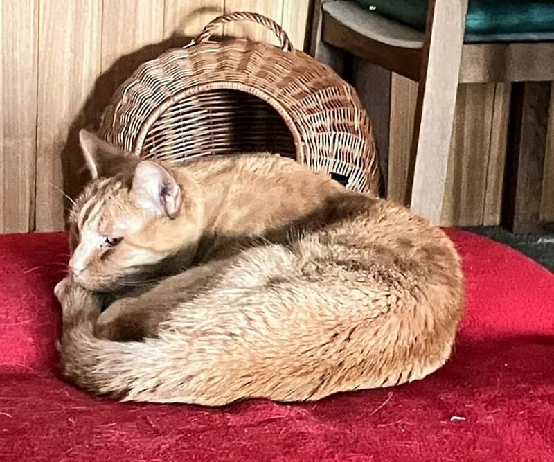 Fritzi + Kasimir – Notfall, male mixed breed for adoption at Tierschutzverein Russelsheim, Rüsselsheim