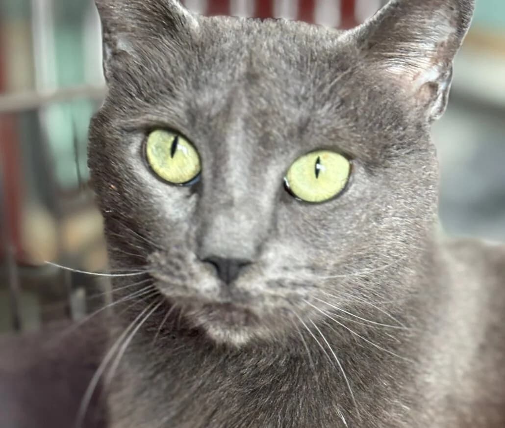 Giselle, female mixed breed for adoption at Tierschutzverein Russelsheim, Rüsselsheim