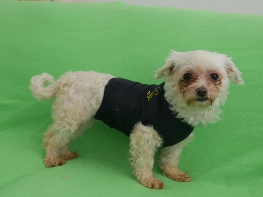 Gretchen, female Mixed Breed for adoption at Tierschutzverein Russelsheim, Rüsselsheim
