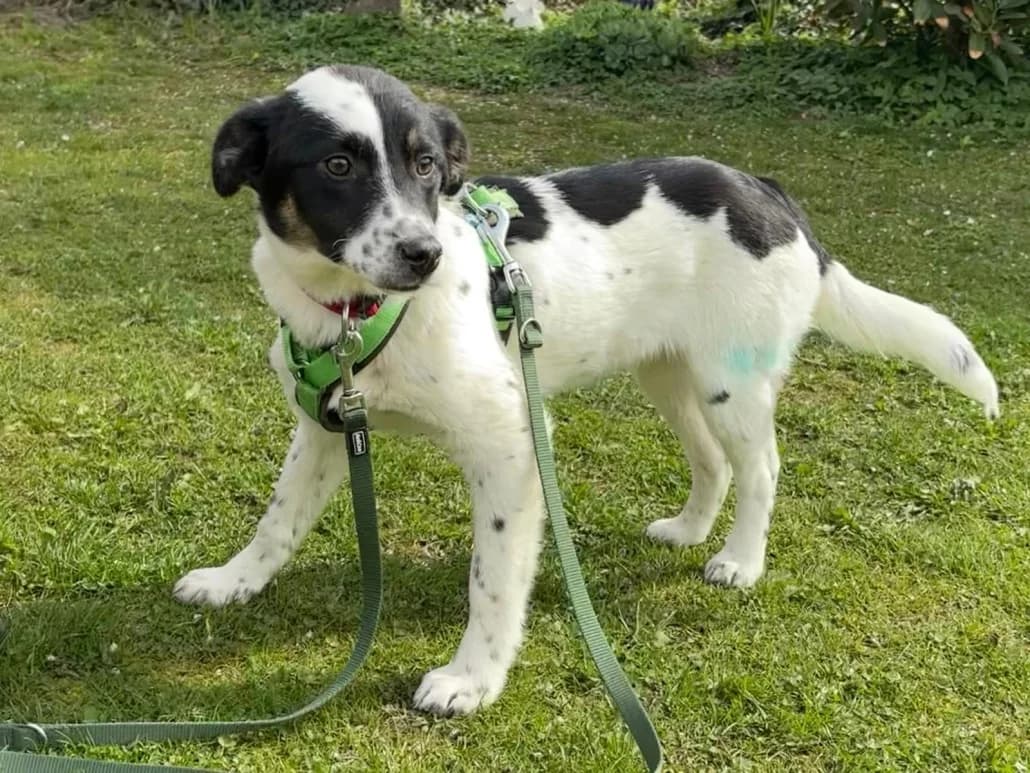 Gusti – ist auf einer Pflegestelle, female Mixed Breed for adoption at Tierschutzverein Russelsheim, Rüsselsheim