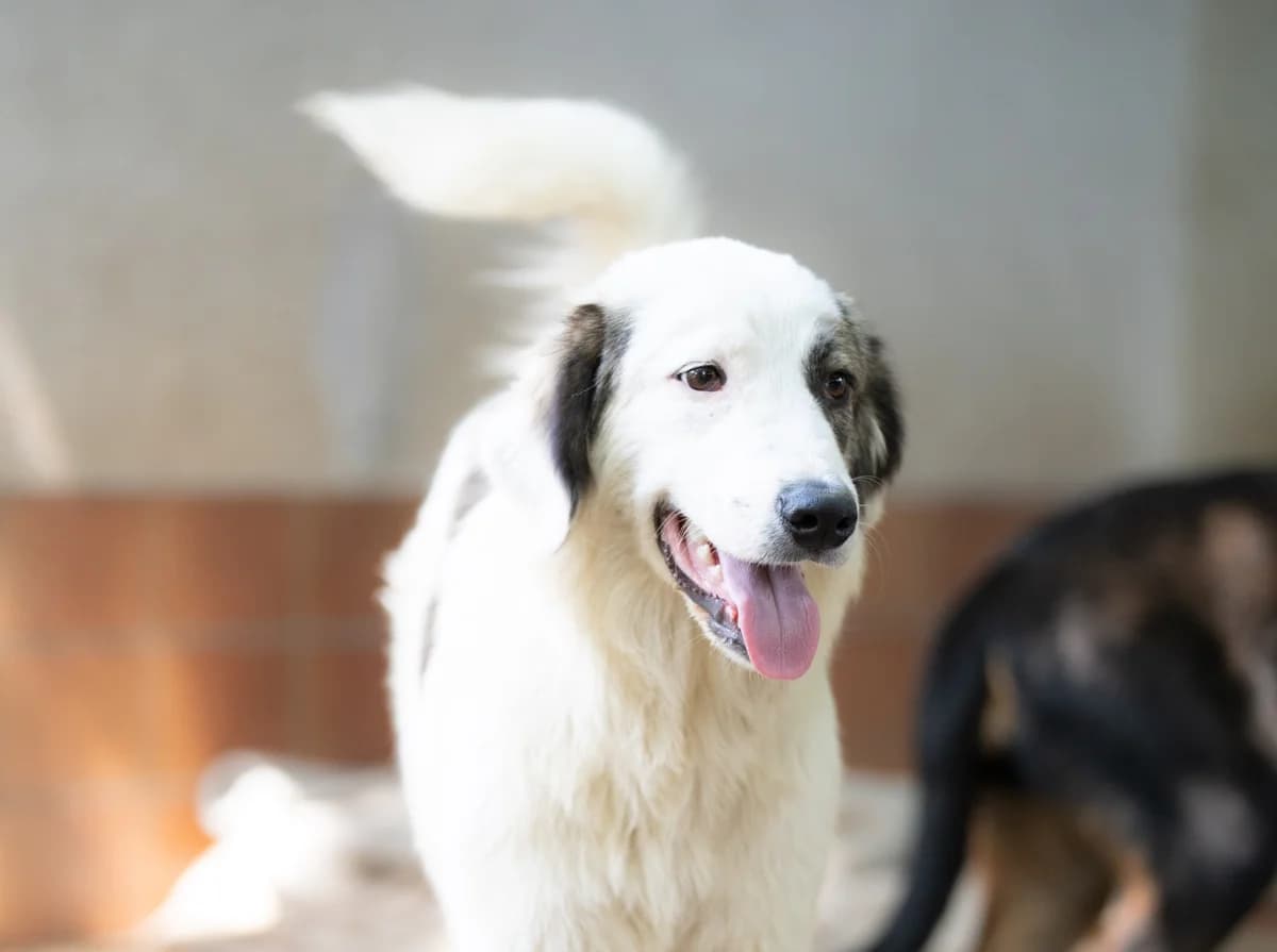Gusti, male puppy Mixed Breed for adoption at Tierschutzverein Russelsheim, Rüsselsheim