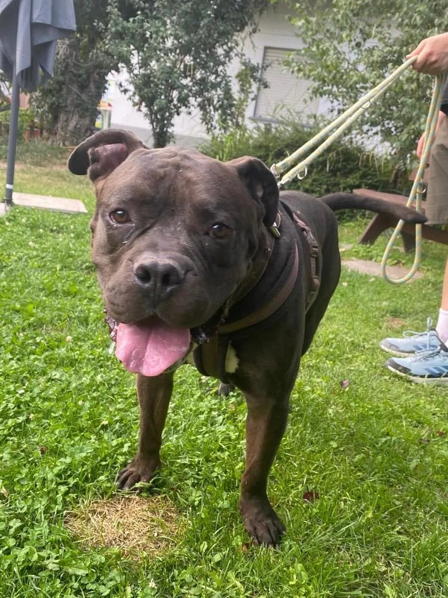 Hansi, male 6yo mixed breed for adoption at Tierschutzverein Russelsheim, Rüsselsheim