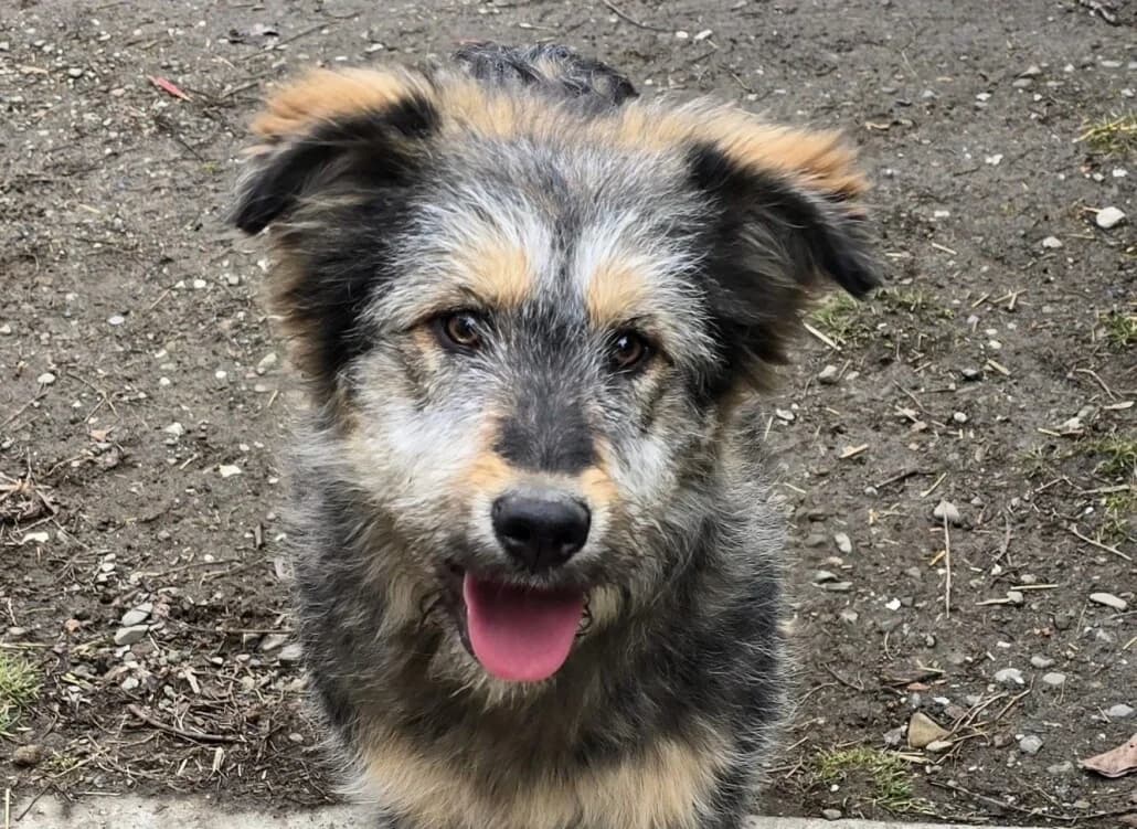 Hoka, female Mixed Breed for adoption at Tierschutzverein Russelsheim, Rüsselsheim