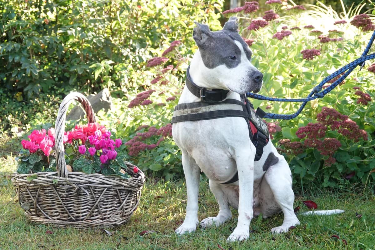 Jane, female senior American Staffordshire Terrier for adoption at Tierschutzverein Russelsheim, Rüsselsheim