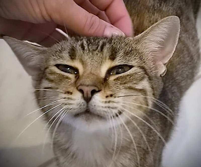 Jelena, female 3yo European Shorthair for adoption at Tierschutzverein Russelsheim, Rüsselsheim