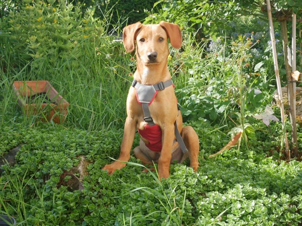 Jerry – ist auf einer Pflegestelle, male Mixed Breed for adoption at Tierschutzverein Russelsheim, Rüsselsheim