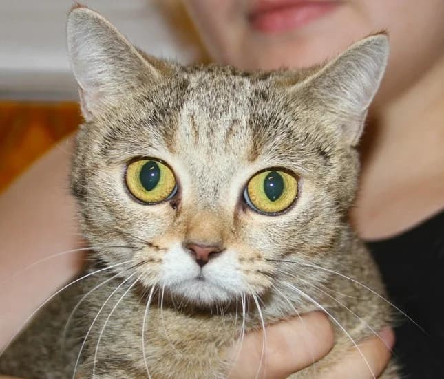 Jessica, female young British Shorthair for adoption at Tierschutzverein Russelsheim, Rüsselsheim