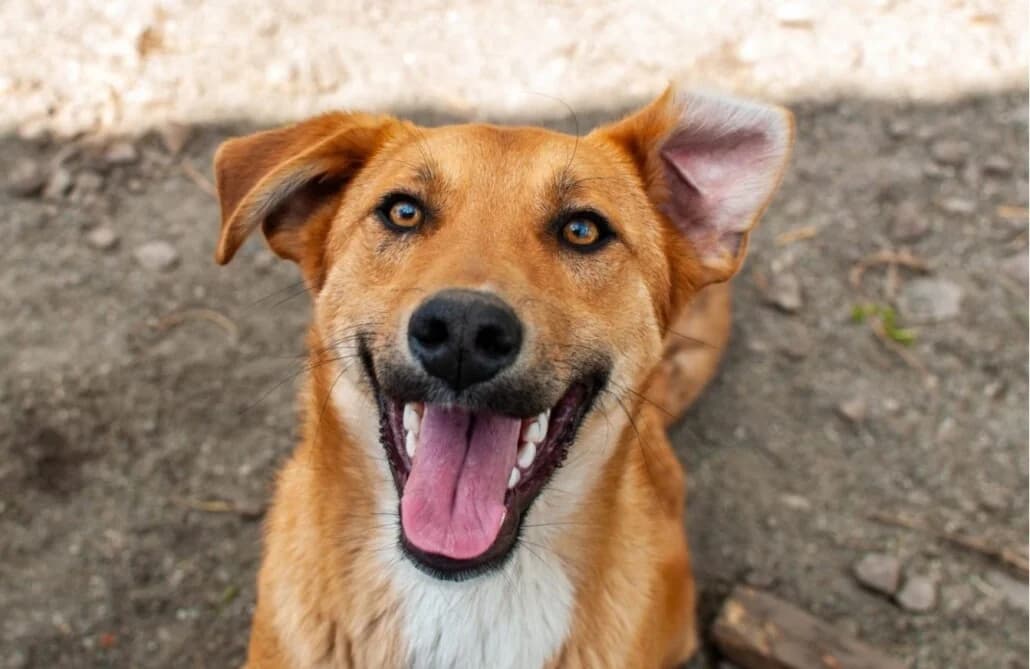 Joe, male Mixed Breed for adoption at Tierschutzverein Russelsheim, Rüsselsheim