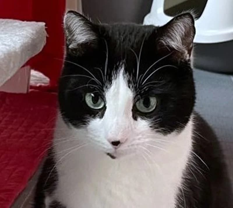 Joris, male mixed breed for adoption at Tierschutzverein Russelsheim, Rüsselsheim