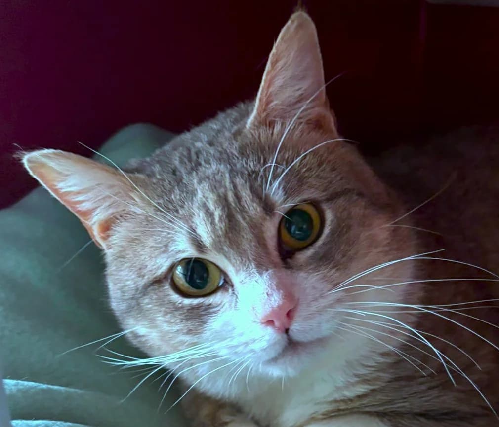 Julio, male mixed breed for adoption at Tierschutzverein Russelsheim, Rüsselsheim