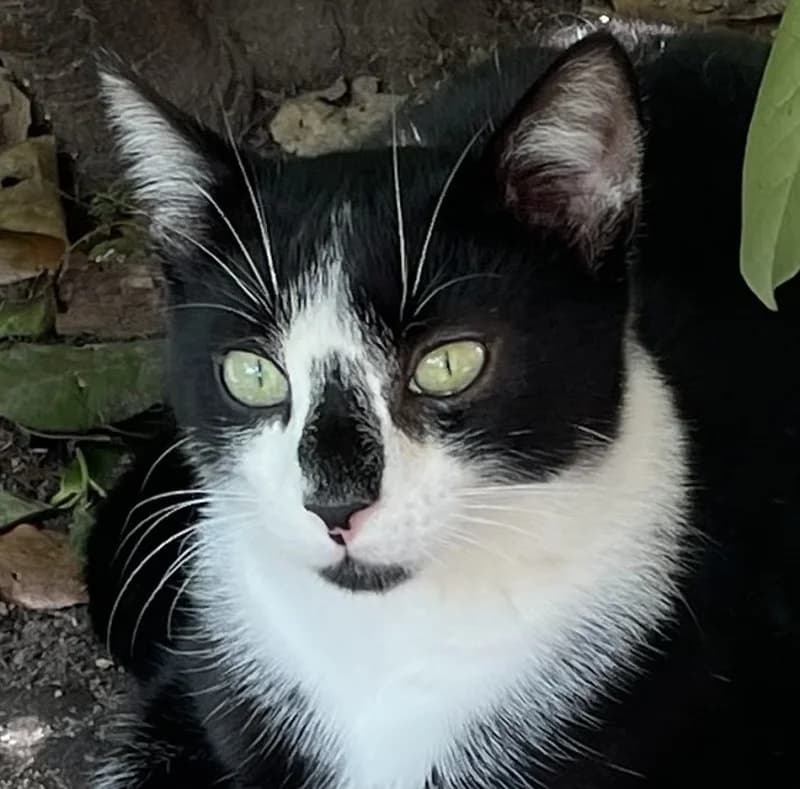 Janes, male mixed breed for adoption at Tierschutzverein Russelsheim, Rüsselsheim