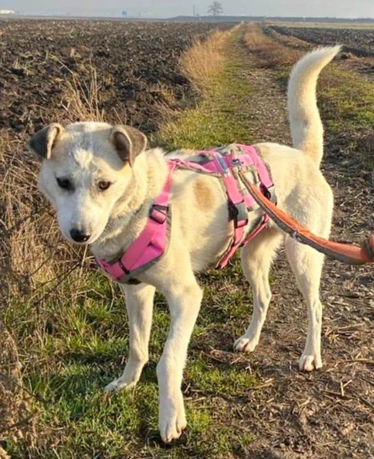 Kalima, female Mixed Breed for adoption at Tierschutzverein Russelsheim, Rüsselsheim