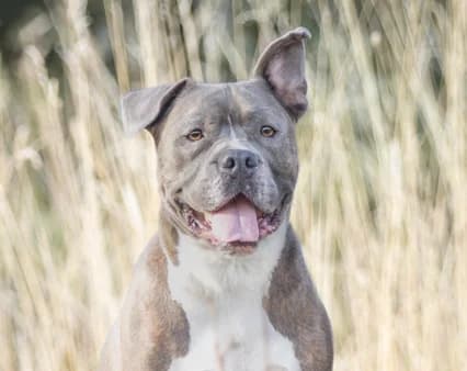 Karsten - ist auf einer Pflegestelle, male 5yo French Bulldog for adoption at Tierschutzverein Russelsheim, Rüsselsheim
