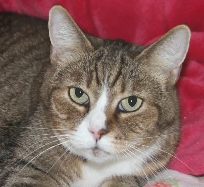 Kitty, female mixed breed for adoption at Tierschutzverein Russelsheim, Rüsselsheim