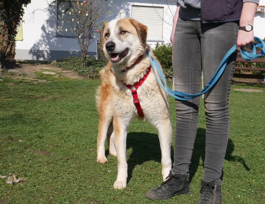 Kurt, male Mixed Breed for adoption at Tierschutzverein Russelsheim, Rüsselsheim