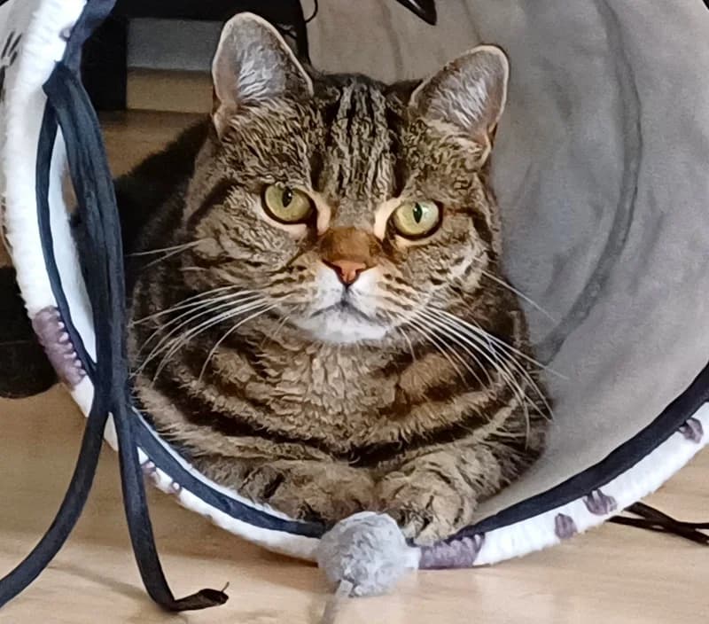 Lilly – sitzt auf Pflegestelle, female mixed breed for adoption at Tierschutzverein Russelsheim, Rüsselsheim