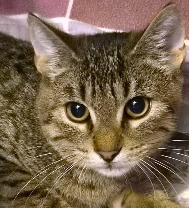 Lio, male European Shorthair for adoption at Tierschutzverein Russelsheim, Rüsselsheim