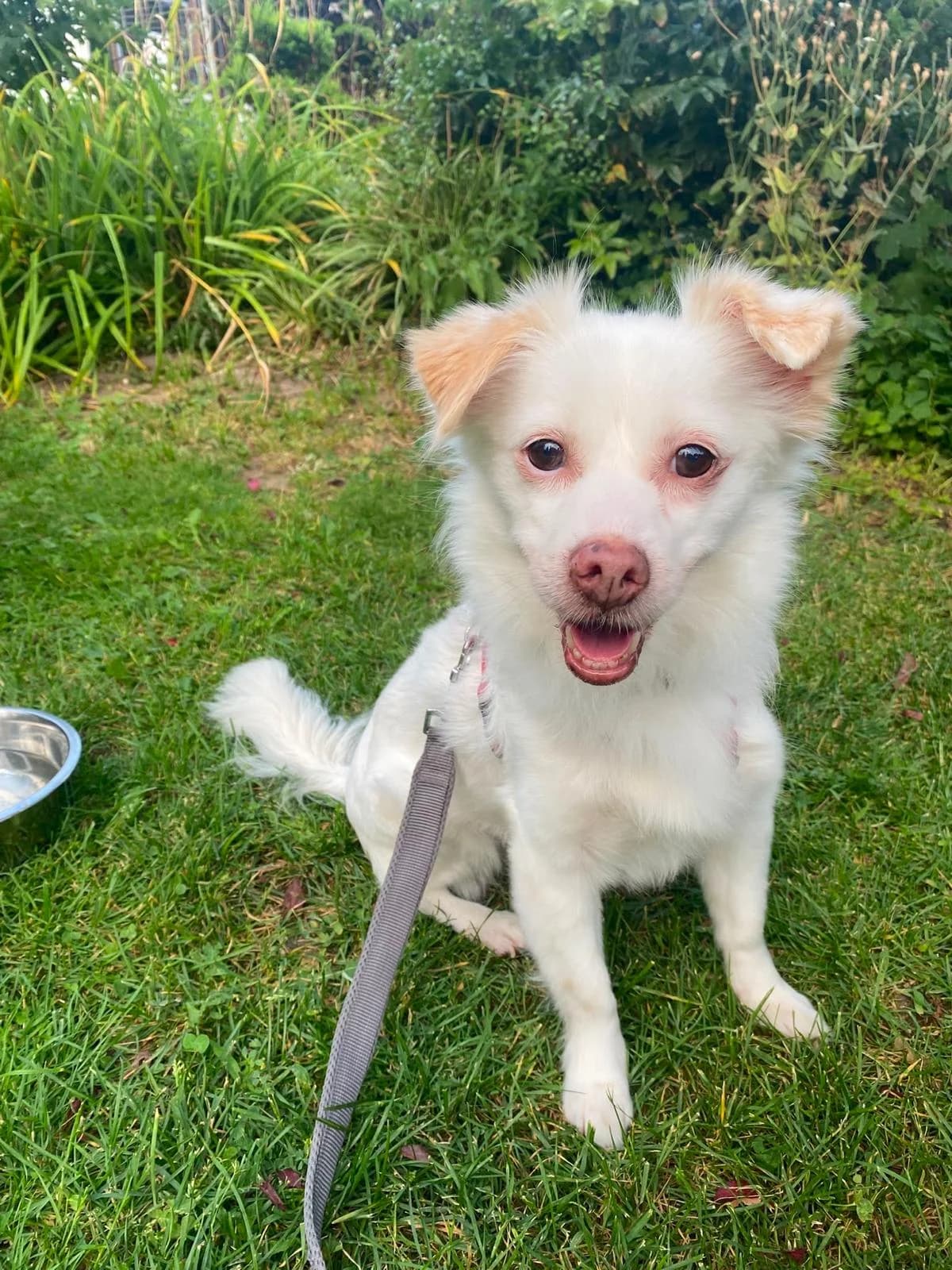 Lissy, female 6yo Mixed Breed for adoption at Tierschutzverein Russelsheim, Rüsselsheim