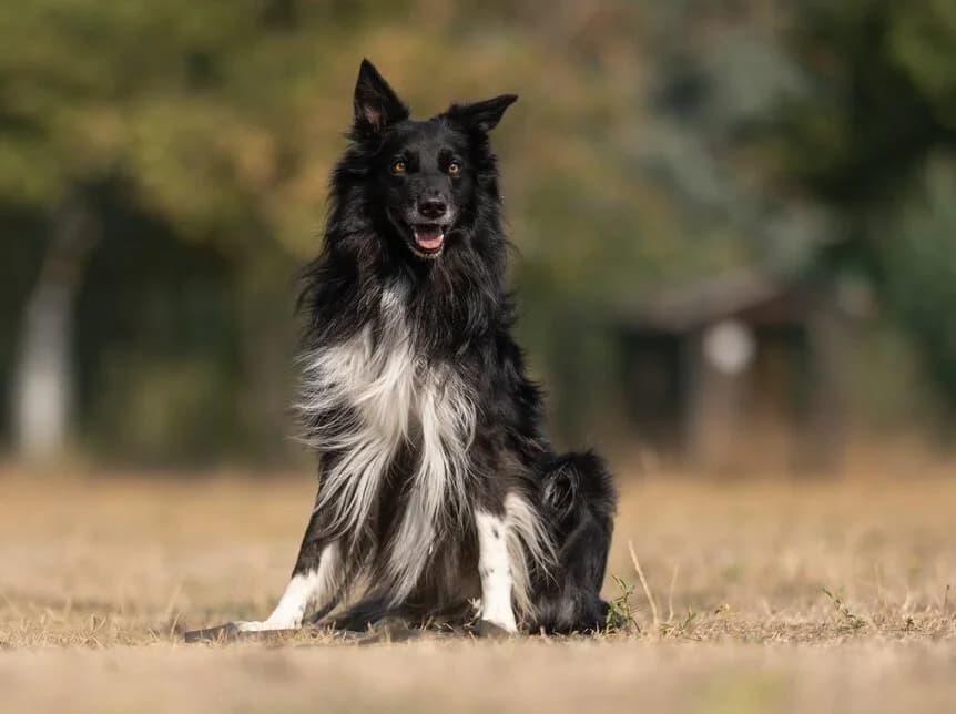 Loki - ist auf einer Pflegestelle, male 5yo Border Collie for adoption at Tierschutzverein Russelsheim, Rüsselsheim