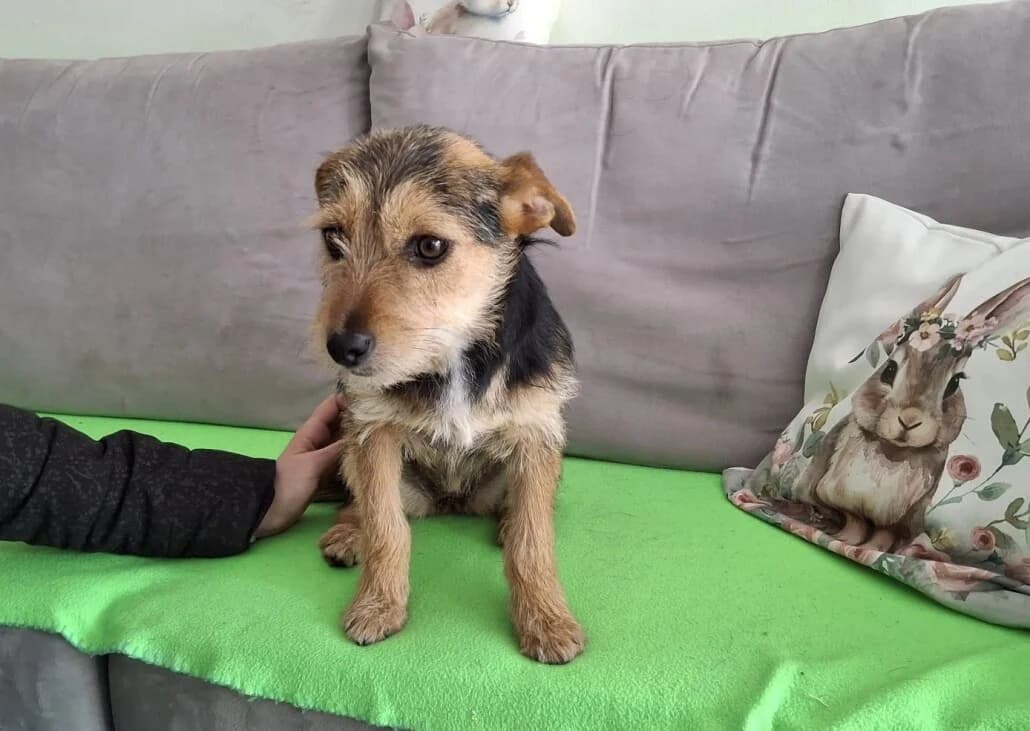 Lotta – reserviert, female Mixed Breed for adoption at Tierschutzverein Russelsheim, Rüsselsheim