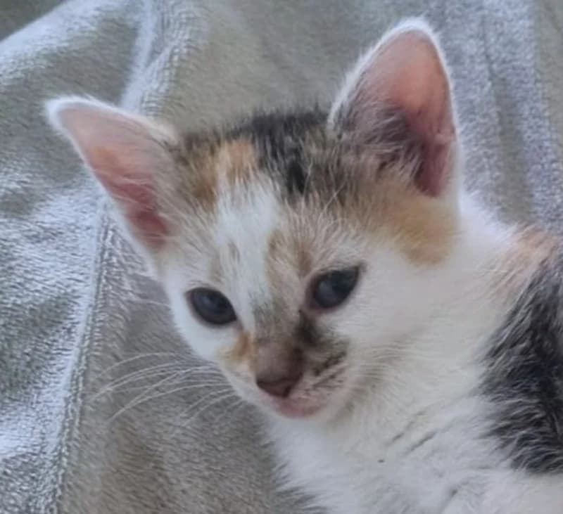 Lotte – sitzt auf Pflegestelle, female mixed breed for adoption at Tierschutzverein Russelsheim, Rüsselsheim