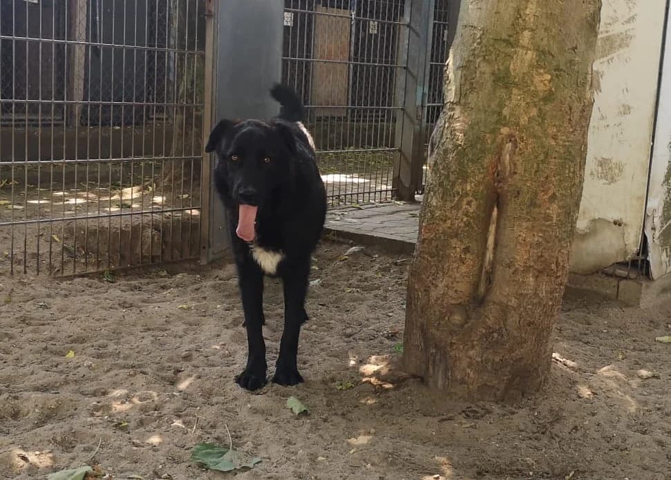 Luana, female Mixed Breed for adoption at Tierschutzverein Russelsheim, Rüsselsheim