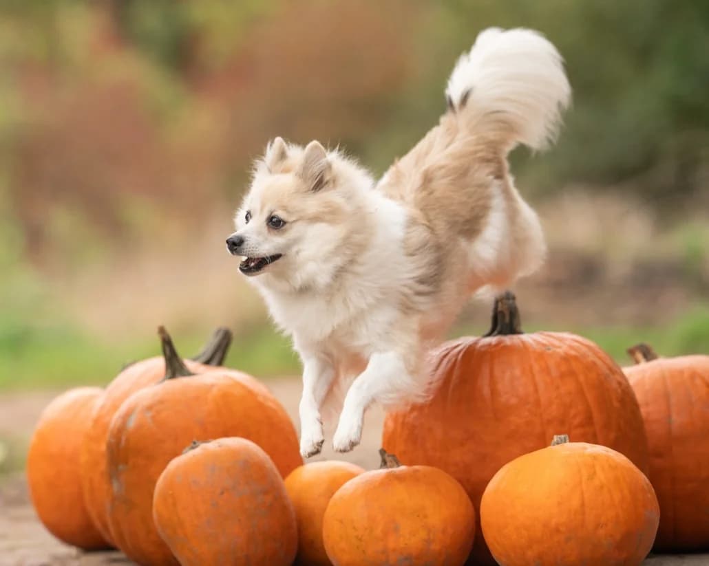Lucy - ist auf einer Pflegestelle, 4yo Pomeranian for adoption at Tierschutzverein Russelsheim, Rüsselsheim