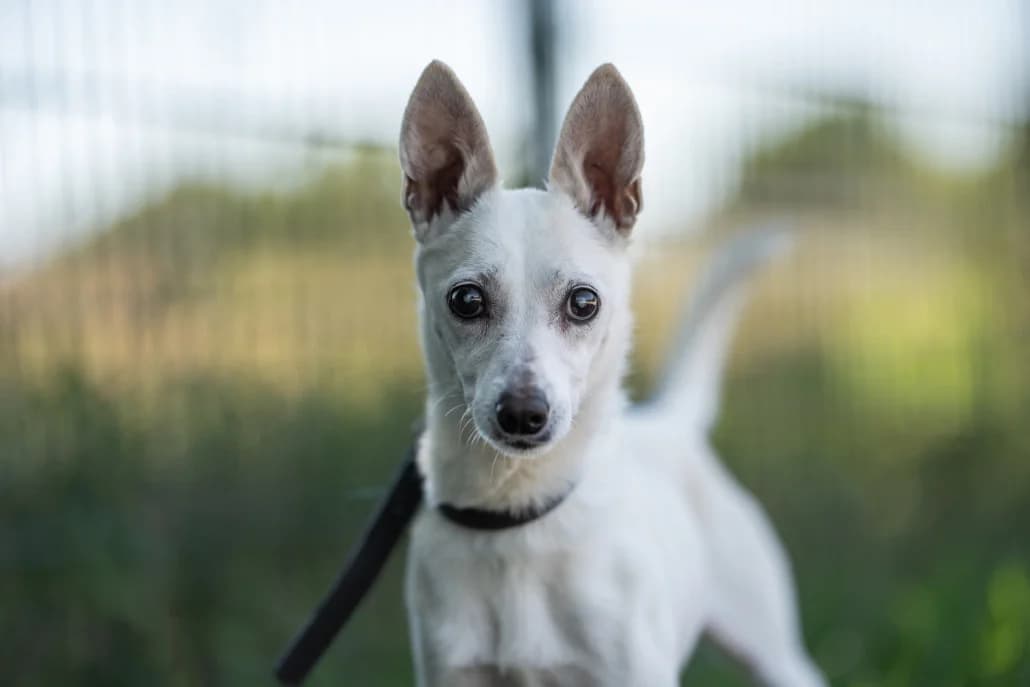 Lucy - Pflegestelle dringend gesucht, female senior Mixed Breed for adoption at Tierschutzverein Russelsheim, Rüsselsheim
