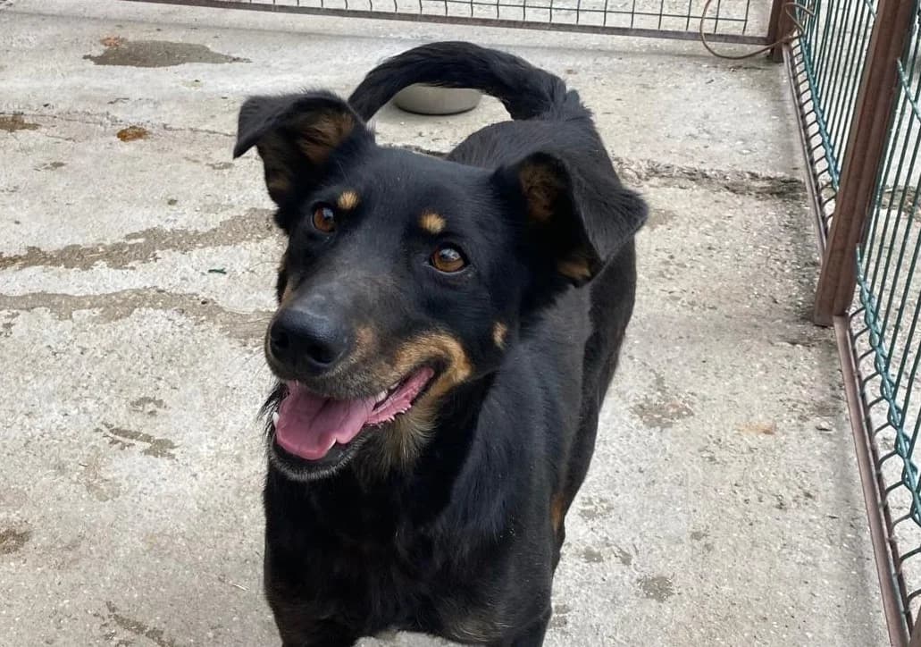 Luisa, female Mixed Breed for adoption at Tierschutzverein Russelsheim, Rüsselsheim