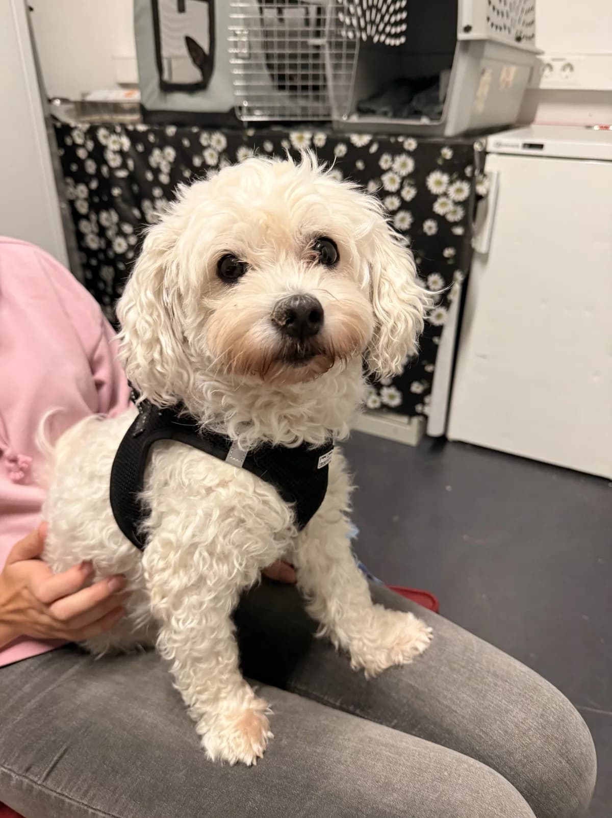 Luna, 6yo Maltese for adoption at Tierschutzverein Russelsheim, Rüsselsheim