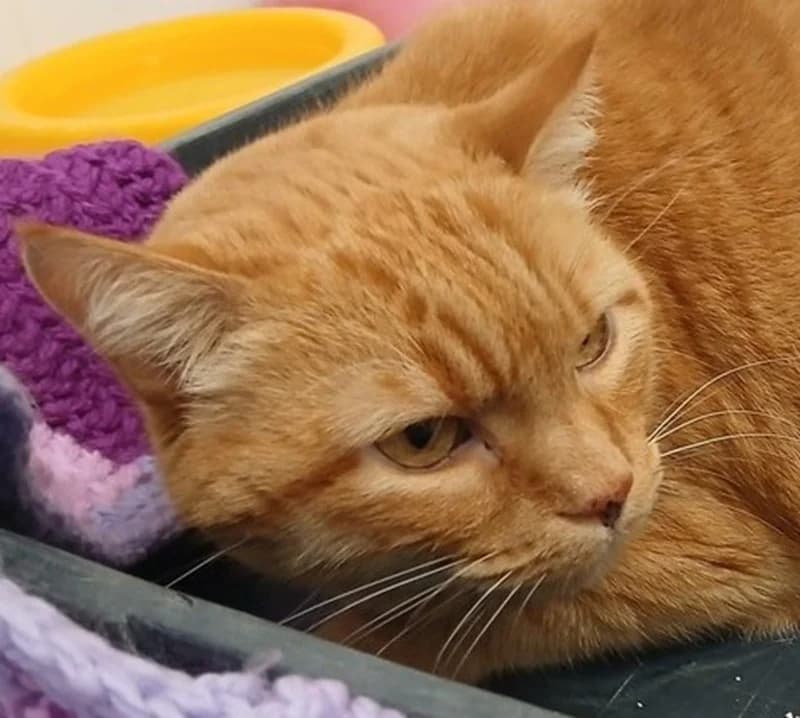 Magnus, male mixed breed for adoption at Tierschutzverein Russelsheim, Rüsselsheim