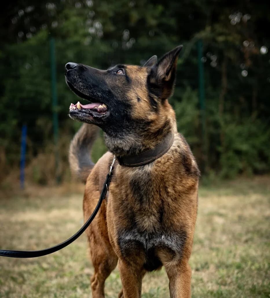 Mailo – ist auf einer Pflegestelle, male Mixed Breed for adoption at Tierschutzverein Russelsheim, Rüsselsheim