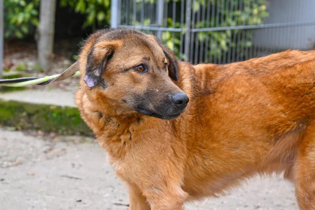 Mario, male Mixed Breed for adoption at Tierschutzverein Russelsheim, Rüsselsheim
