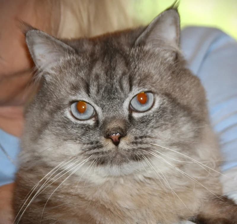 Marshmallow, male mixed breed for adoption at Tierschutzverein Russelsheim, Rüsselsheim