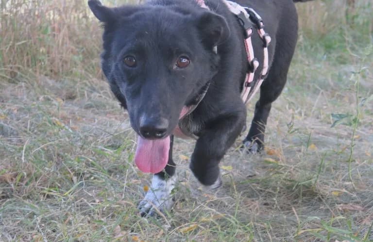 Martha, 3yo Mixed Breed for adoption at Tierschutzverein Russelsheim, Rüsselsheim