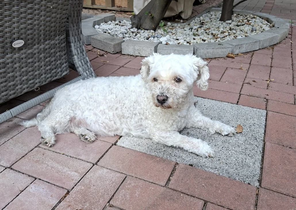 Max 2 – ist auf einer Pflegestelle, male Mixed Breed for adoption at Tierschutzverein Russelsheim, Rüsselsheim