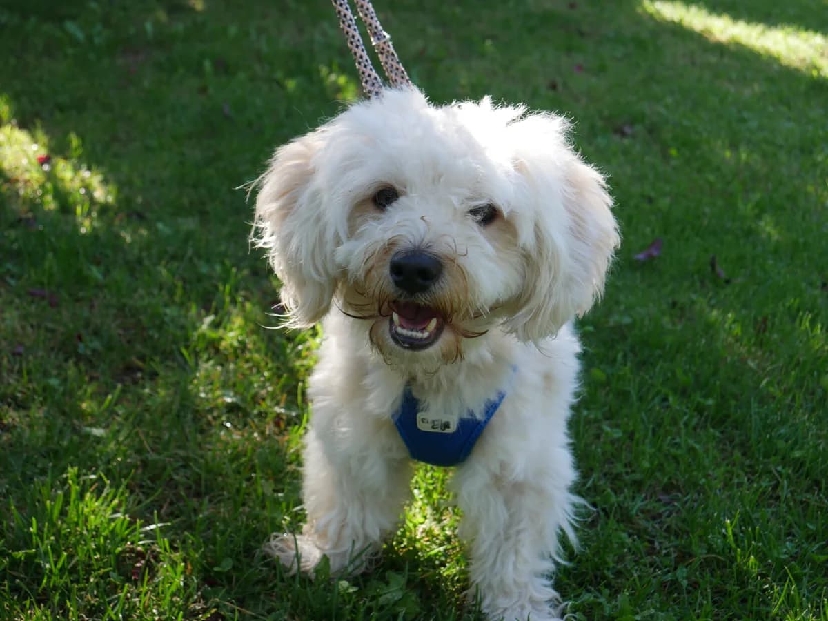 Maxi, young Havanese for adoption at Tierschutzverein Russelsheim, Rüsselsheim