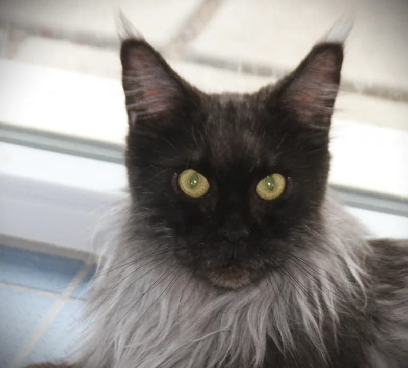 Minni, female young Maine Coon for adoption at Tierschutzverein Russelsheim, Rüsselsheim